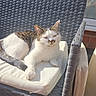 Gingles joined the competition — help win amazing prizes! animal, brick_wall, brown, cat, chair, comfort, cushion, domestic_cat, feline, outdoor, paw, pet, relaxing, resting, shadow, striped, sunlight, white, wicker, window