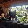 Dahlia is registered to the contest to win money with this photo: cat, black_cat, windowsill, plants, glass_bottle, stones, natural_light, indoor, curious, pink_collar, green_leaves, decor, window_screen, vintage_clock, wooden_surface, still_life, pet, relaxed, home, daylight