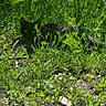 Dahlia joined the competition — help win amazing prizes! black_cat, grass, outdoor, greenery, animal, nature, camouflage, eyes, ground, plants, sunlight, shadow, wildlife, pet, feline, mammal, daylight, field, quiet, hiding