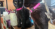 Dahlia joined the competition — help win amazing prizes! cat, black_cat, pink_collar, mirror, reflection, indoor, wooden_furniture, plant, books, cabinet, curious, pet, domestic_cat, table, cozy, home, feline, closeup, animal, portrait