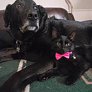 Dahlia joined the competition — help win amazing prizes! black_dog, black_cat, pink_bow_tie, pet, animal, indoor, couch, carpet, relaxed, companion, furniture, living_room, shelf, decor, collar, domestic, cute, friendship, cozy, curious