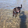 Bear joined the competition — help win amazing prizes! dog, black_dog, water, shallow_water, collar, sunlight, shadow, outdoor, pet, animal, lake, nature, summer, happy, standing, canine, playful, wet, daytime, reflection