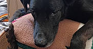 Bear is registered to the contest to win money with this photo: dog, black_dog, pet, animal, indoor, resting, blanket, chair, fur, paw, relaxed, calm, closeup, portrait, furniture, cozy, domestic, companion, home, natural_light