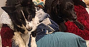 Hook is registered to the contest to win money with this photo: dog, blanket, pillow, indoor, carpet, resting, black_and_white, black_dog, furniture, cozy, pet, animal, relaxing, home, couch, patterned_pillow, fur, laying_down, companion, warm