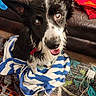 dog, wet, towel, black_and_white, pet, indoor, carpet, couch, blanket, playful, animal, fur, ears, tongue, collar, home, cute, looking_up, floor, cozy