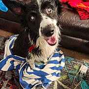 Hook is registered to the contest to win money with this photo: dog, border_collie, wet, towel, blue, white, carpet, indoor, happy, pet, canine, fur, sitting, blanket, couch, home, animal, playful, smiling, collar