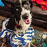 dog, border_collie, wet, towel, blue, white, carpet, indoor, happy, pet, canine, fur, sitting, blanket, couch, home, animal, playful, smiling, collar
