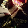dog, black_and_white, car, night, window, collar, pet, blur, motion_blur, indoor, animal, seat, leash, store_sign, neon, dark, side_view, looking_out, furry, companion
