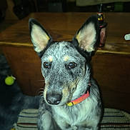 Ash joined the competition — help win amazing prizes! dog, pet, indoor, ears, collar, striped_rug, wooden_table, tennis_ball, brown_eyes, furniture, canine, animal, domestic, sitting, curious, closeup, floor, household, companion, alert