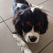 Aron a rejoint le concours — aidez-le/la à gagner de superbes lots ! puppy, dog, tricolor, pet, animal, floor, tile, young, cute, indoor, laying, fur, closeup, canine, adorable, small, mammal, companion, domestic, whiskers