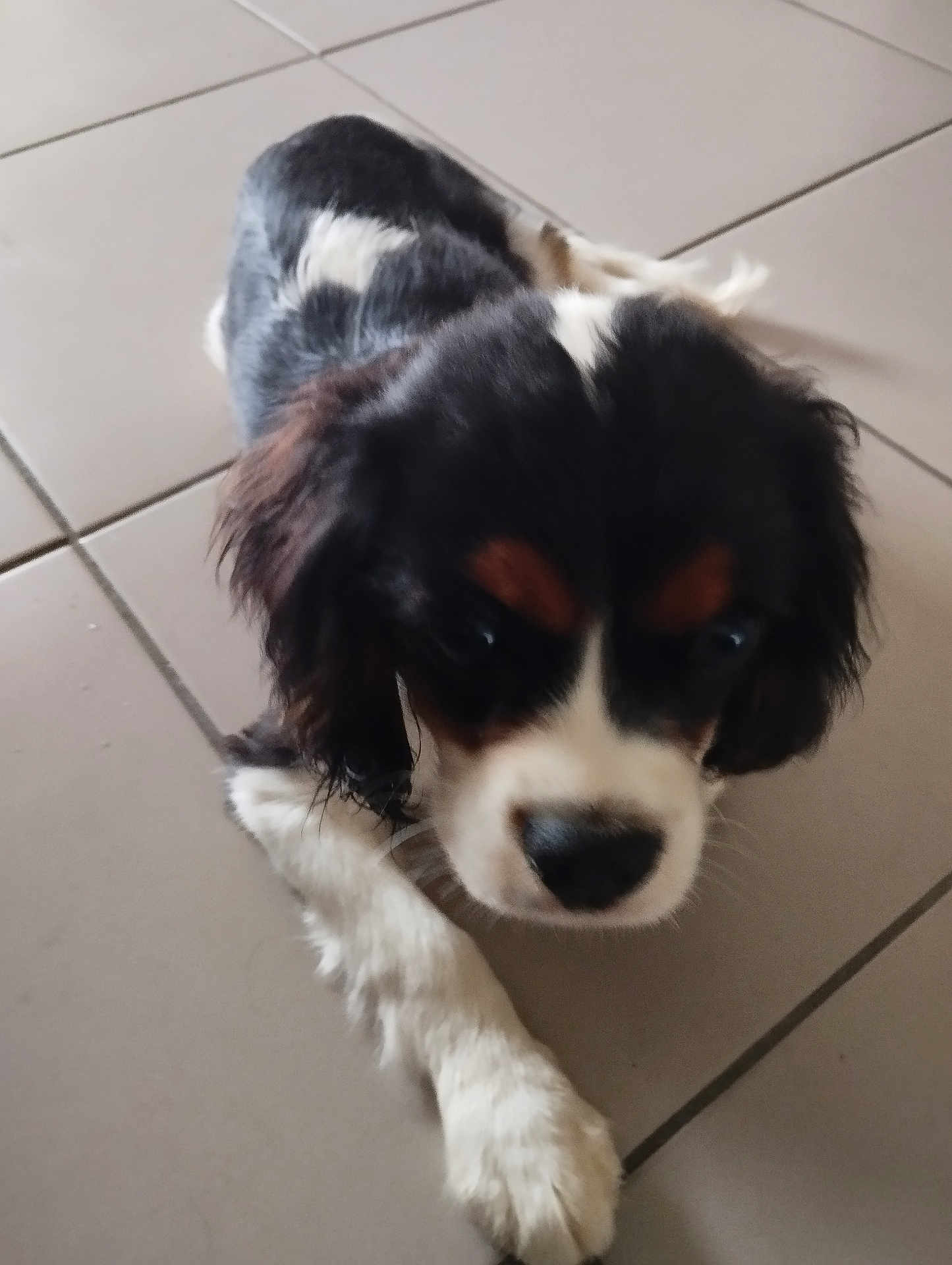Aron a rejoint le concours — aidez-le/la à gagner de superbes lots ! puppy, dog, tricolor, pet, animal, floor, tile, young, cute, indoor, laying, fur, closeup, canine, adorable, small, mammal, companion, domestic, whiskers