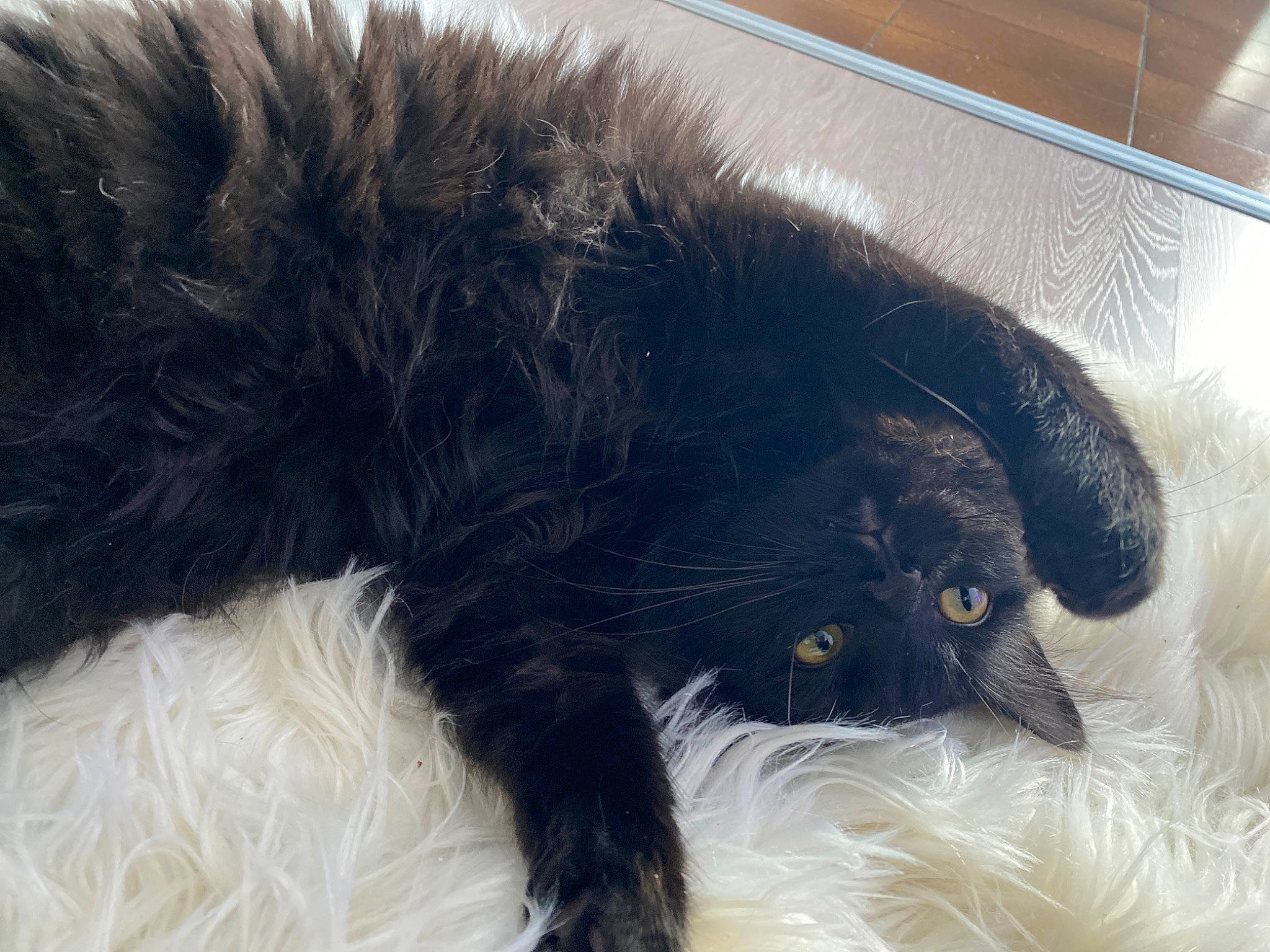 Souki participe au concours pour gagner de l'argent avec cette photo : black_cat, bombay, carnivore, cat, claw, comfort, dog_breed, domestic_short_haired_cat, felidae, foot, fur, paw, small_to_medium_sized_cats, snout, sporting_group, tail, terrestrial_animal, whiskers