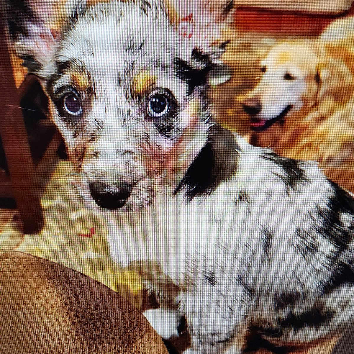 Piper is registered to the contest to win money with this photo: animal, background, black, brown, carpet, close_up, curious, cute, dog, ears, fur, golden_retriever, household, indoor, looking, pet, puppy, relaxed, speckled, white