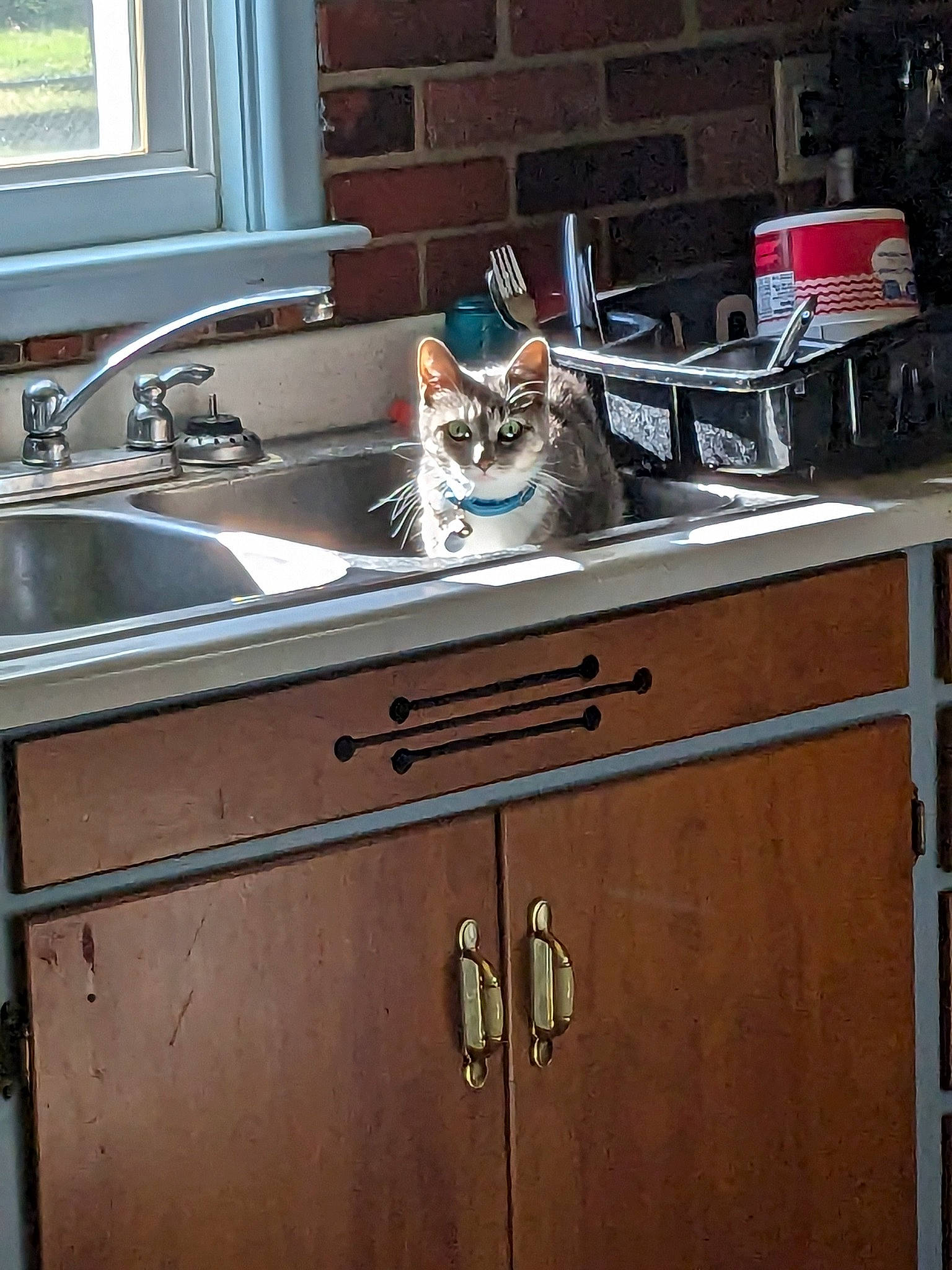 Dash is registered to the contest to win money with this photo: brown, cabinetry, cat, countertop, floor, flooring, gas, grey, hardwood, household_hardware, kitchen, kitchen_appliance, kitchen_sink, kitchen_stove, plumbing_fixture, property, sink, tap, wood, wood_stain