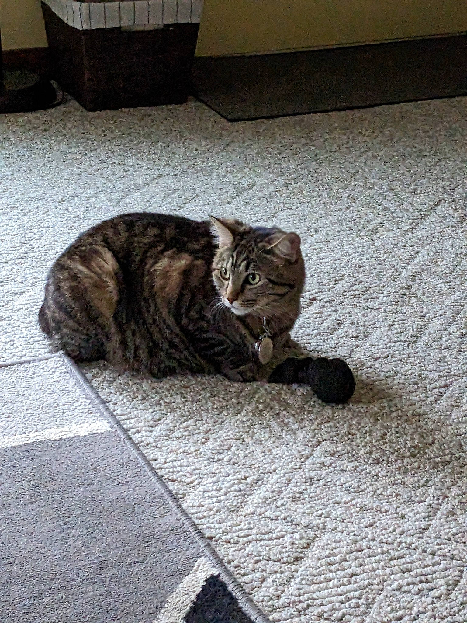 Chrissy joined the competition — help win amazing prizes! asphalt, carnivore, cat, comfort, domestic_short_haired_cat, felidae, floor, flooring, flowerpot, fur, grey, hardwood, paw, road_surface, small_to_medium_sized_cats, snout, tail, terrestrial_animal, whiskers, wood