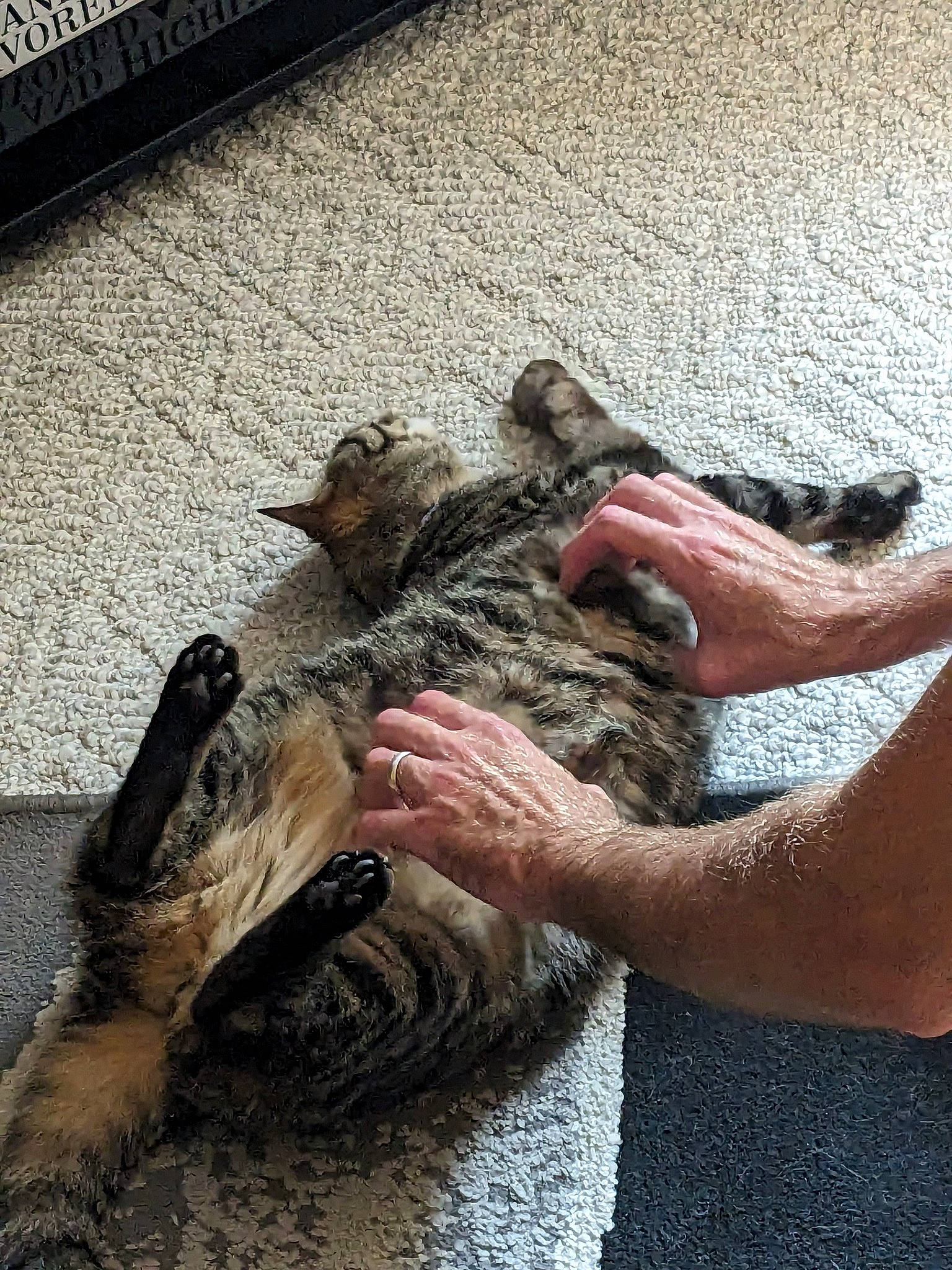 Chrissy joined the competition — help win amazing prizes! american_crocodile, claw, crocodile, felidae, flooring, foot, fur, human_leg, paw, reptile, road_surface, small_to_medium_sized_cats, snout, terrestrial_animal, whiskers, wildlife, wildlife_biologist