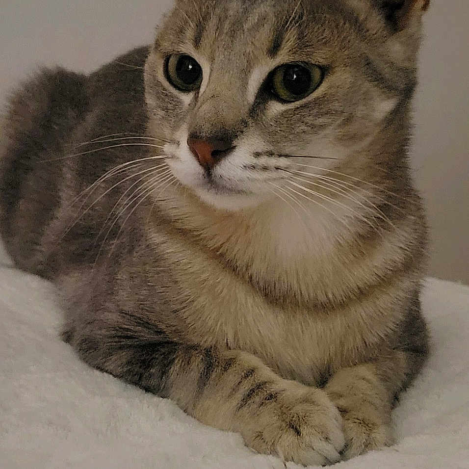 Dyva a rejoint le concours — aidez-le/la à gagner de superbes lots ! animal, blanket, calm, cat, closeup, cute, domestic, ears, feline, fur, indoor, mammal, paws, pet, portrait, relaxed, resting, soft, tabby, whiskers