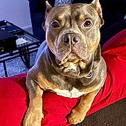 Taz Dillinger joined the competition — help win amazing prizes! big_eyes, brown_coat, carpet, close_up, collar, couch, dog, furniture, indoor, living_room, looking_at_camera, nose, paw, pet, pillow, pitbull, portrait, red_blanket, short_hair, side_table