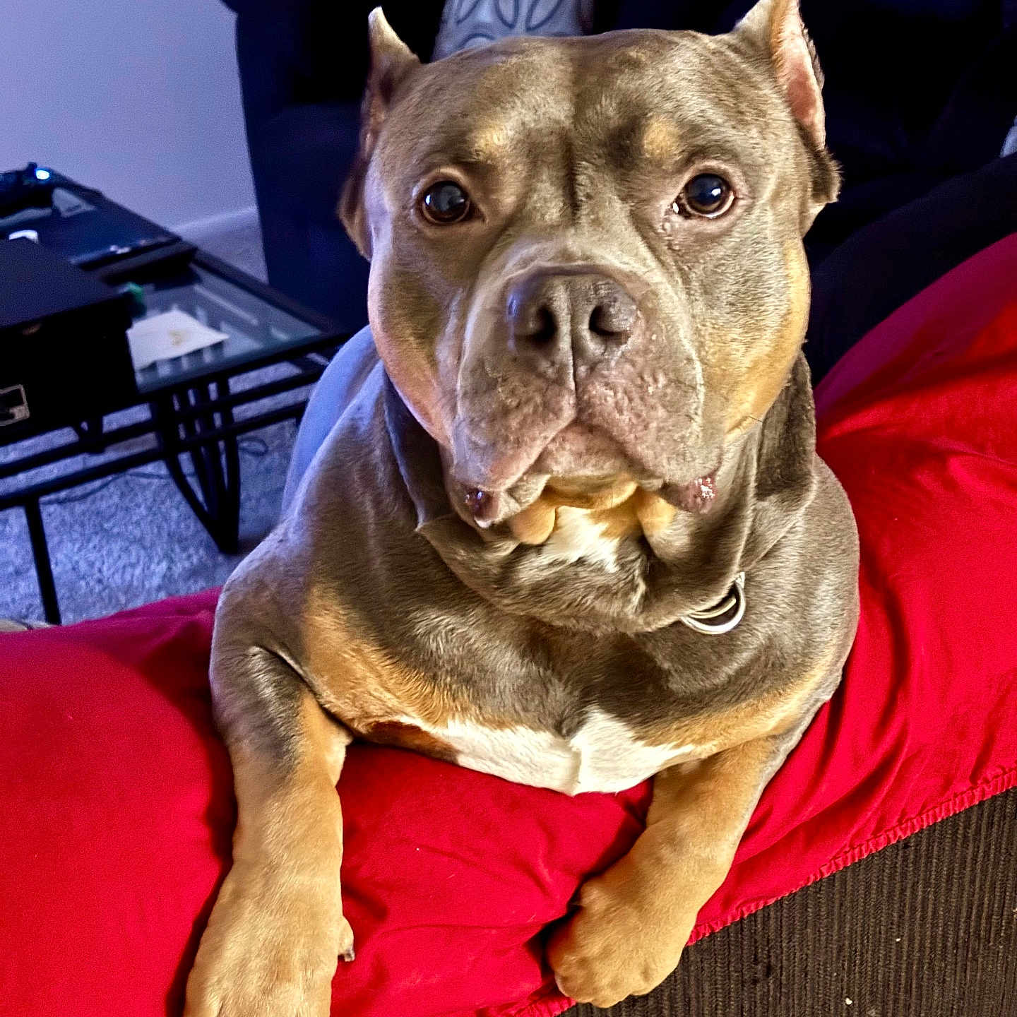 Taz Dillinger joined the competition — help win amazing prizes! big_eyes, brown_coat, carpet, close_up, collar, couch, dog, furniture, indoor, living_room, looking_at_camera, nose, paw, pet, pillow, pitbull, portrait, red_blanket, short_hair, side_table