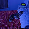 alarm_clock, bed, bedroom, blanket, blue_lighting, cat, cozy, curtain, indoor, low_light, mattress, nightstand, nighttime, patterned_bedspread, paw, pillow, sleeping, tabby_cat, time_display, whiskers