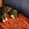 Rousey joined the competition — help win amazing prizes! arm, bed, blanket_pattern, cat, close_up, cozy, cuddly, fur, indoor, orange_pattern, person_partial, pet, pillow, quilt, resting, sleeping, tabby, tattoo, whiskers, white_paws