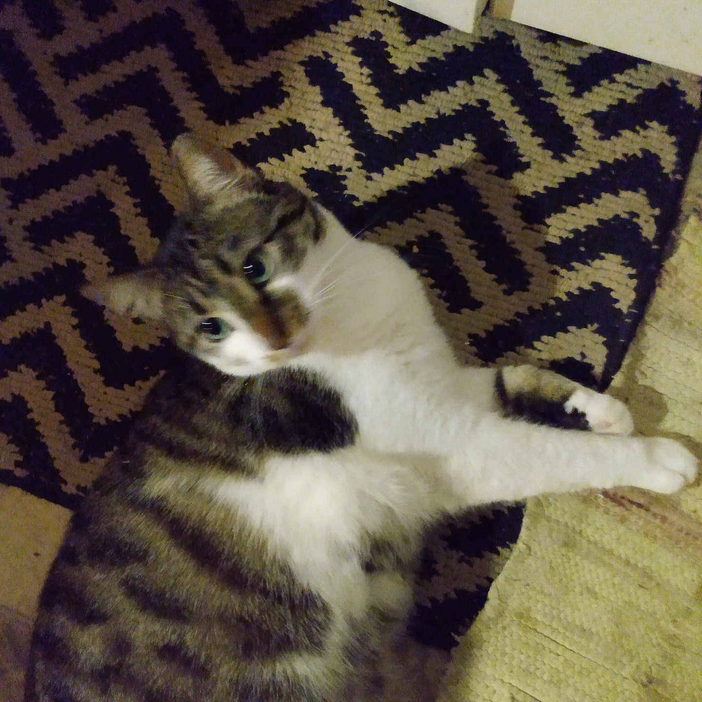 Miss George joined the competition — help win amazing prizes! abyssinian, animal, architecture, blanket, building, cat, chair, cushion, furniture, hardwood, homedecor, kitten, manx, mat, person, pet, rug, siamese, sleeping, wood