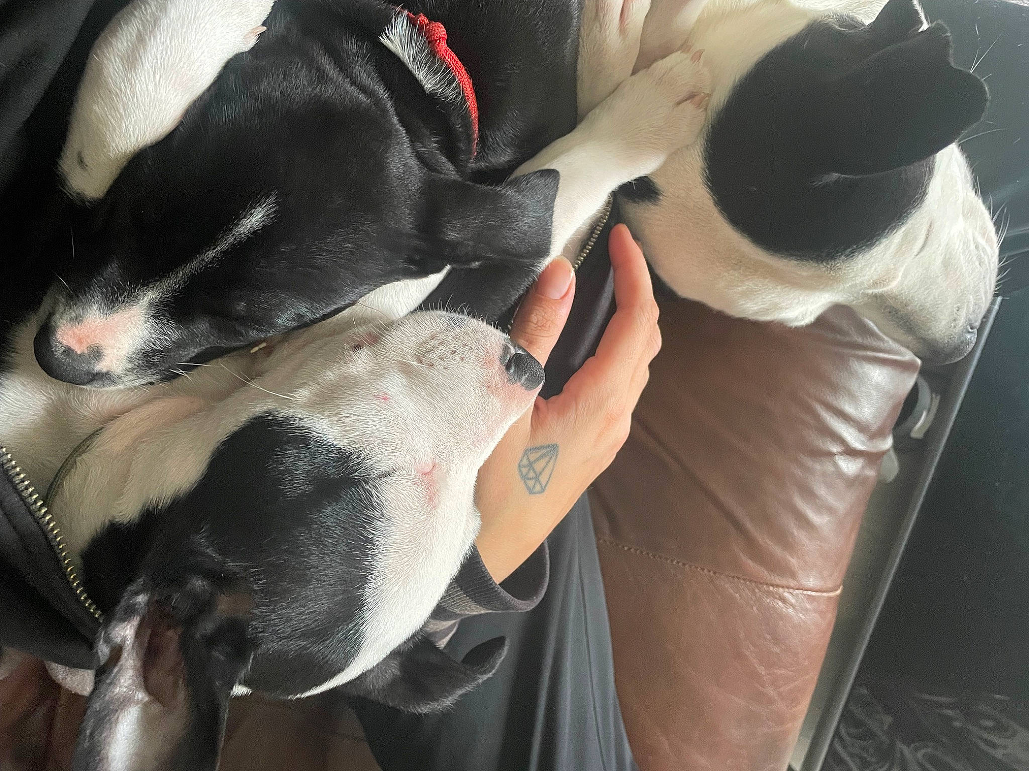 Oslo a rejoint le concours — aidez-le/la à gagner de superbes lots ! automotive_design, canidae, carmine, carnivore, comfort, companion_dog, dog, dog_breed, eyewear, formal_wear, fur, gesture, human_leg, lap, mammal, non_sporting_group, personal_protective_equipment, snout, vertebrate, whiskers