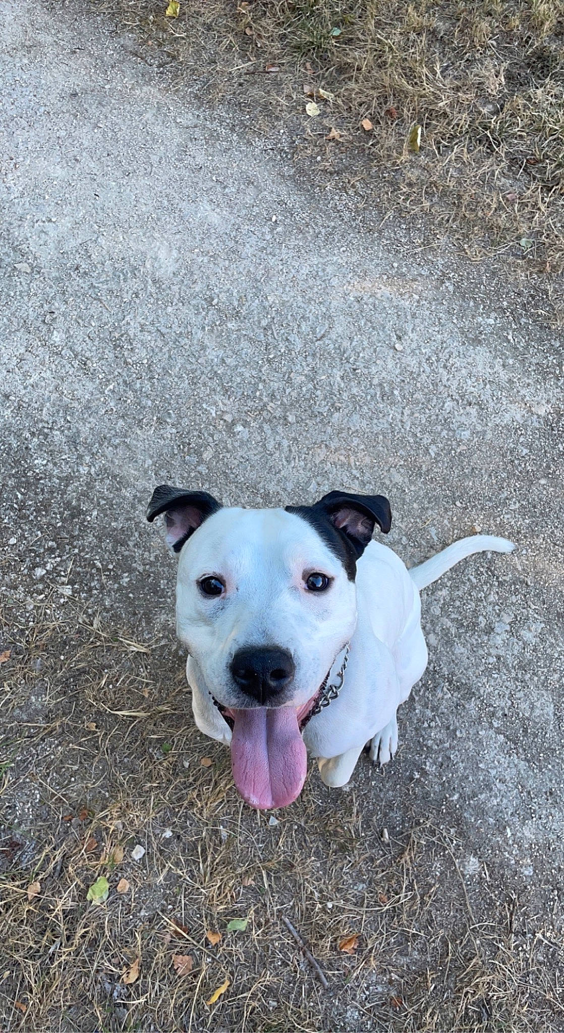 Sanka participe au concours pour gagner de l'argent avec cette photo : asphalt, carnivore, collar, companion_dog, concrete, dog, dog_breed, dog_collar, grass, guard_dog, road_surface, soil, sporting_group, street_dog, tail, tar, terrestrial_animal, whiskers, working_animal, working_dog