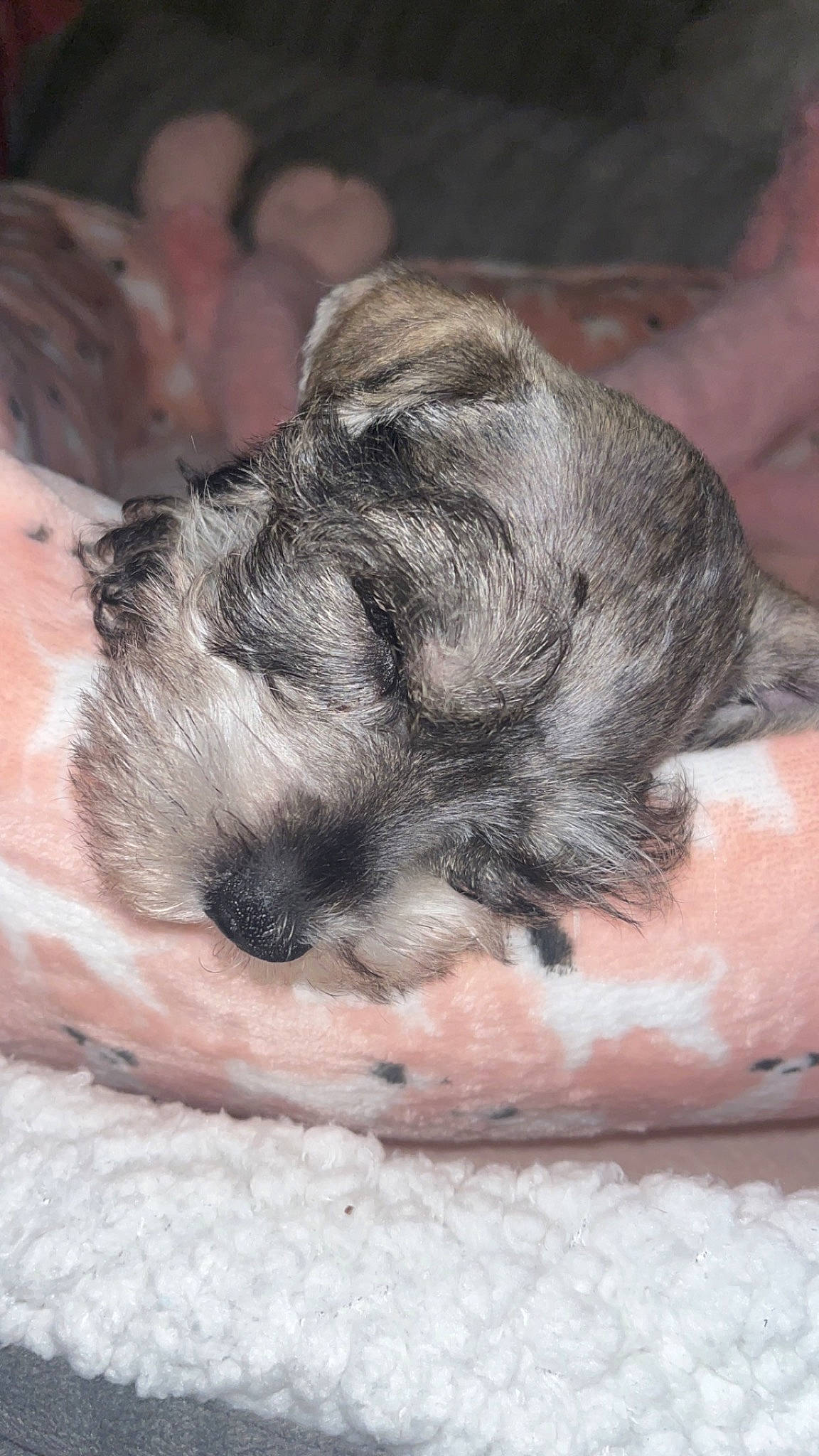 Marlee joined the competition — help win amazing prizes! barefoot, claw, comfort, dog_breed, foot, fur, grey, human_leg, nail, nap, natural_material, paw, snout, sporting_group, terrestrial_animal, toe, wrinkle