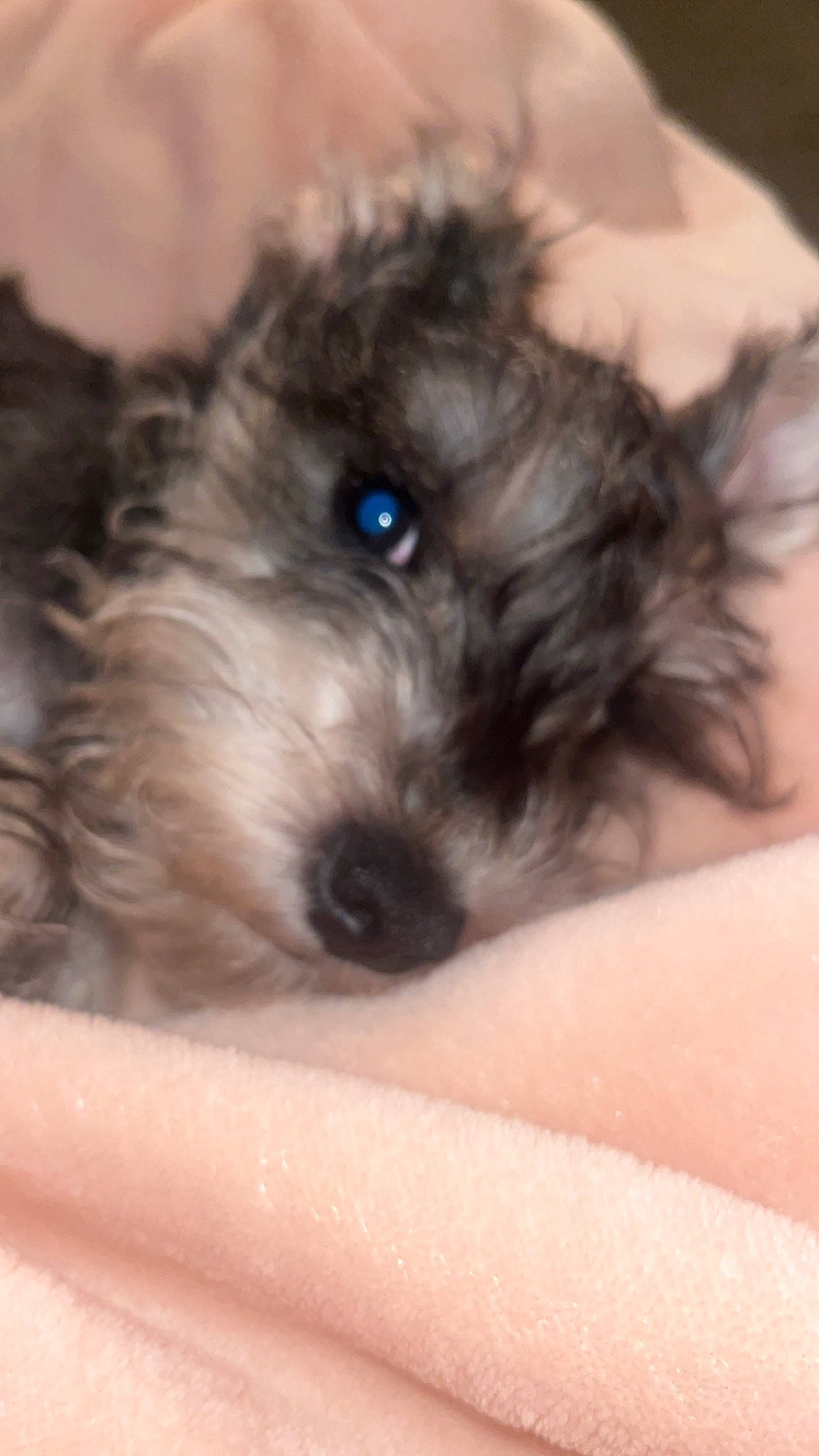 Marlee joined the competition — help win amazing prizes! canidae, carnivore, cloud, companion_dog, dog, dog_breed, fur, labradoodle, liver, maltepoo, poodle_crossbreed, puppy, shih_poo, small_terrier, snout, sporting_group, terrier, toy_dog, water_dog, working_animal