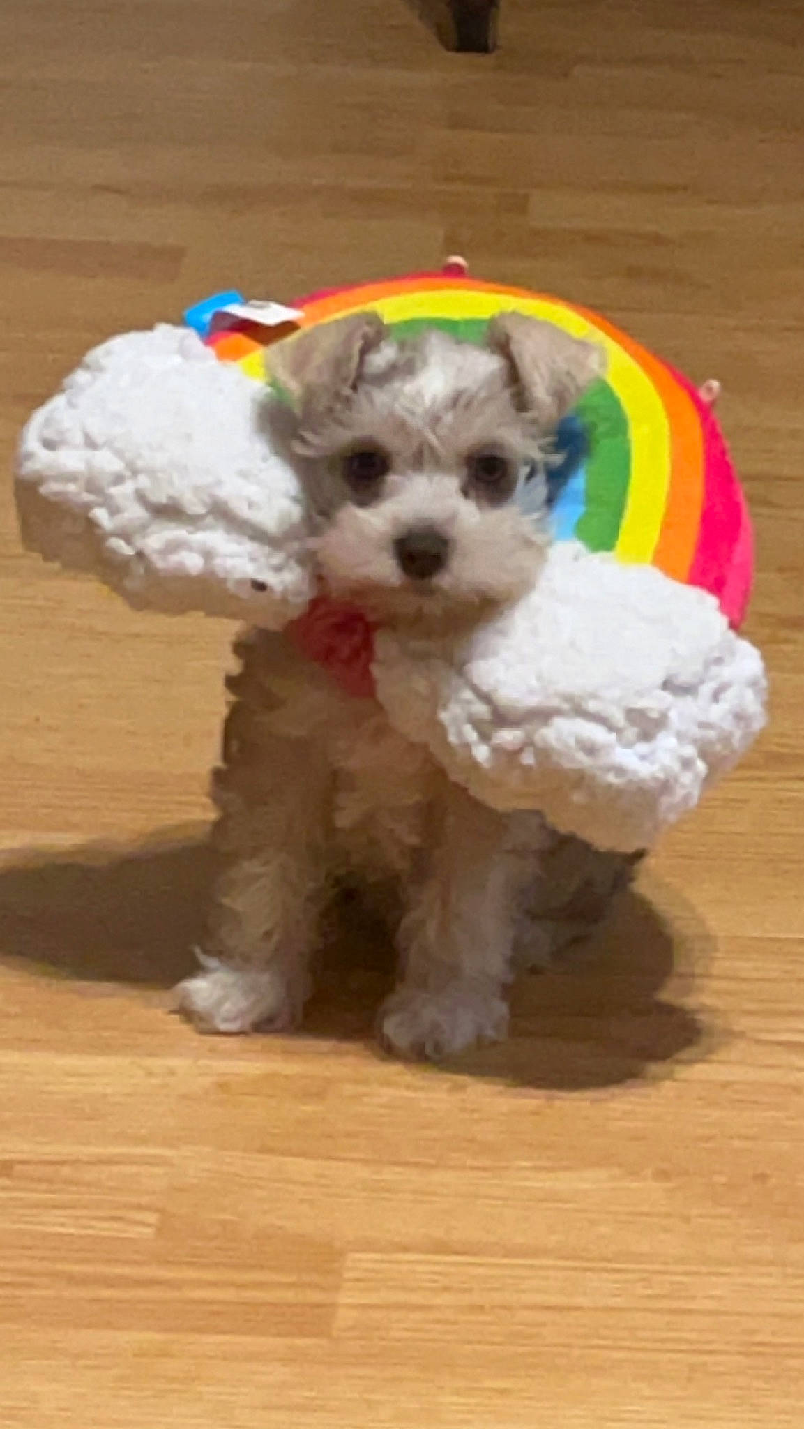 Miley joined the competition — help win amazing prizes! ball, carnivore, companion_dog, dog, dog_breed, dog_clothes, dog_supply, flooring, fur, hardwood, labradoodle, pet_supply, snout, sporting_group, terrier, toy, toy_dog, water_dog, wood, working_animal