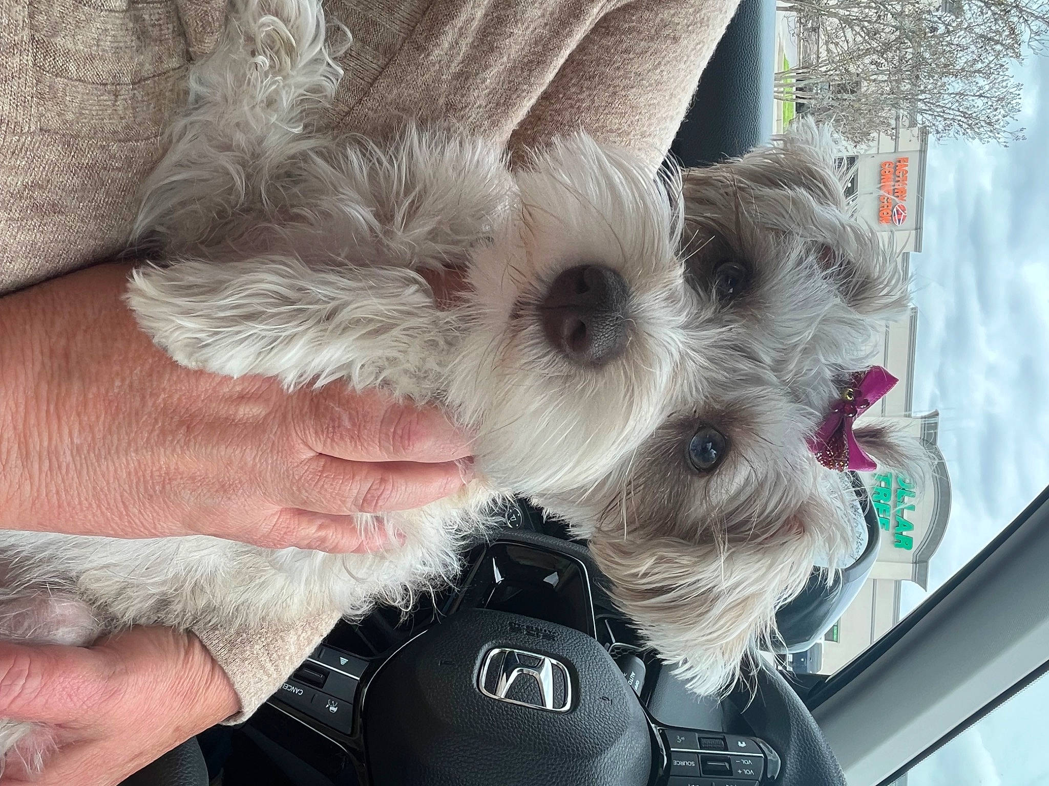 Miley joined the competition — help win amazing prizes! canidae, carnivore, comfort, companion_dog, dog, dog_breed, eye, fashion_accessory, fawn, felidae, fur, head, paw, snout, sporting_group, stuffed_toy, toy, toy_dog, whiskers, working_animal