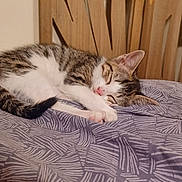 Moka is registered to the contest to win money with this photo: cat, kitten, sleeping, bed, blanket, purple, pattern, feline, pet, domestic_animal, fur, whiskers, paw, resting, indoor, cozy, cute, wood, headboard, calm