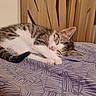 cat, kitten, sleeping, bed, blanket, purple, pattern, feline, pet, domestic_animal, fur, whiskers, paw, resting, indoor, cozy, cute, wood, headboard, calm