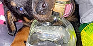 Vixen is registered to the contest to win money with this photo: canidae, carnivore, dog, dog_breed, puppy, snout, sporting_group
