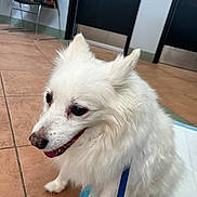 Kandy joined the competition — help win amazing prizes! animal, bag, close_up, companion, dog, door, ears_up, floor_tiles, fluffy, fur, happy, indoor, leash, muzzle, panting, pet, seat, waiting_room, wall, white_dog