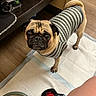 brown_dog, closeup, container, curious, dog, floor, household_items, indoor, litter_box, looking_up, paw, pet, pet_clothing, pug, shelf, small_dog, striped_shirt, toy, training_pad, wooden_floor