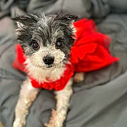 Lilly joined the competition — help win amazing prizes! dog, small_dog, black_and_white, red_dress, pet, cute, fluffy, lying_down, blanket, indoors, looking_at_camera, fur, animal, cozy, portrait, adorable, domestic_animal, mammal, companion, soft_texture