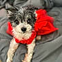 dog, small_dog, black_and_white, red_dress, pet, cute, fluffy, lying_down, blanket, indoors, looking_at_camera, fur, animal, cozy, portrait, adorable, domestic_animal, mammal, companion, soft_texture