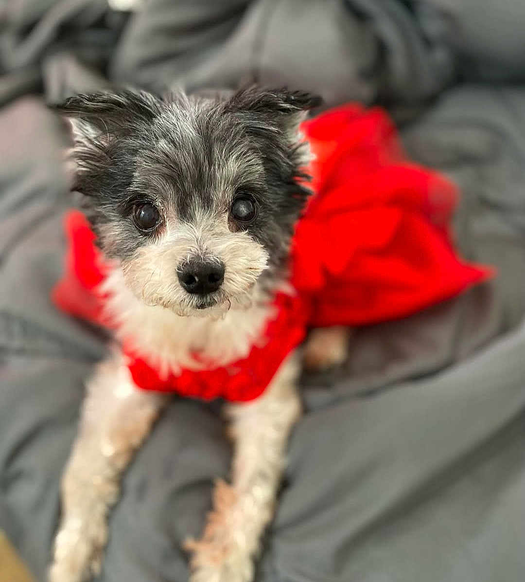 Lilly joined the competition — help win amazing prizes! dog, small_dog, black_and_white, red_dress, pet, cute, fluffy, lying_down, blanket, indoors, looking_at_camera, fur, animal, cozy, portrait, adorable, domestic_animal, mammal, companion, soft_texture