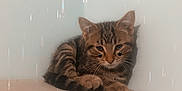 Archie is registered to the contest to win money with this photo: adorable, animal, cat, closeup, cute, ears, face, feline, fur, indoor, kitten, paw, pet, resting, sleepy, striped, tabby, wall, whiskers, young