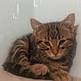 adorable, animal, cat, closeup, cute, ears, face, feline, fur, indoor, kitten, paw, pet, resting, sleepy, striped, tabby, wall, whiskers, young