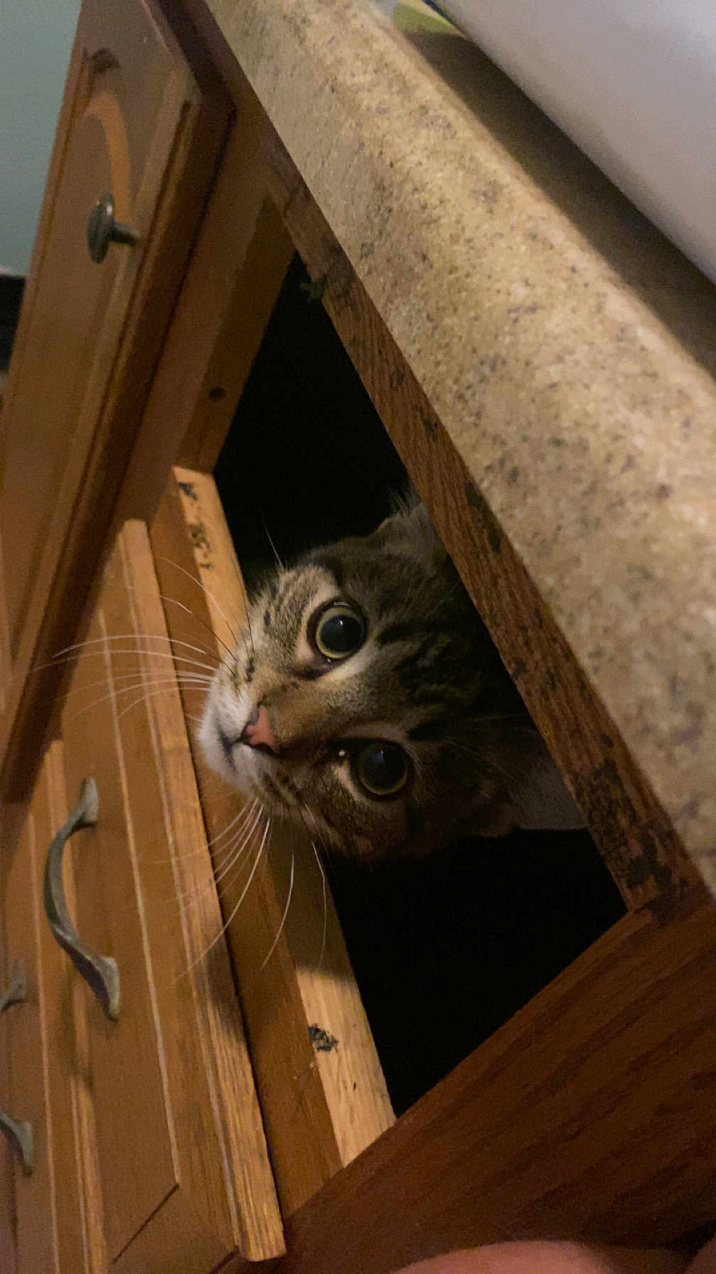 Archie