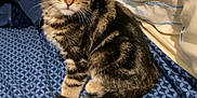 Archie joined the competition — help win amazing prizes! animal, bed, blanket, cat, curious, cute, domestic, ears, feline, fur, indoor, kitten, pet, pillow, resting, striped, tabby, tail, whiskers, young