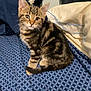 Archie joined the competition — help win amazing prizes! animal, bed, blanket, cat, curious, cute, domestic, ears, feline, fur, indoor, kitten, pet, pillow, resting, striped, tabby, tail, whiskers, young