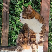Agathe a rejoint le concours — aidez-le/la à gagner de superbes lots ! cat, tabby, white_paws, white_chest, sunlight, ivy, green_leaves, wooden_posts, outdoor, animal, pet, feline, sitting, profile_view, nature, daylight, fur, whiskers, tail, patterned_surface