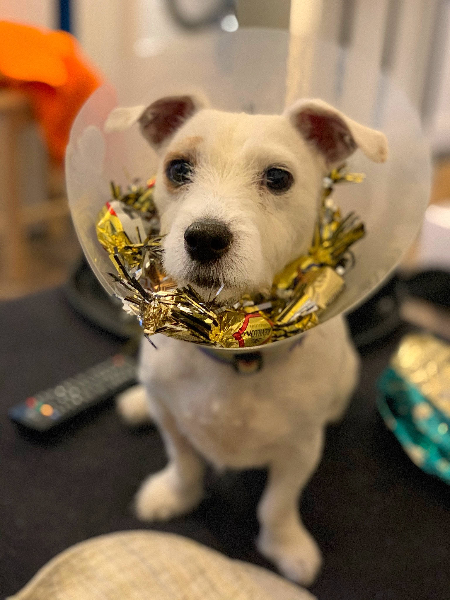 Elfie participe au concours pour gagner de l'argent avec cette photo : canidae, carnivore, companion_dog, dog, dog_breed, dog_collar, dog_toy, jack_russell_terrier, parson_russell_terrier, puppy, rare_breed_dog, russell_terrier, sealyham_terrier, snout, sporting_group, terrier
