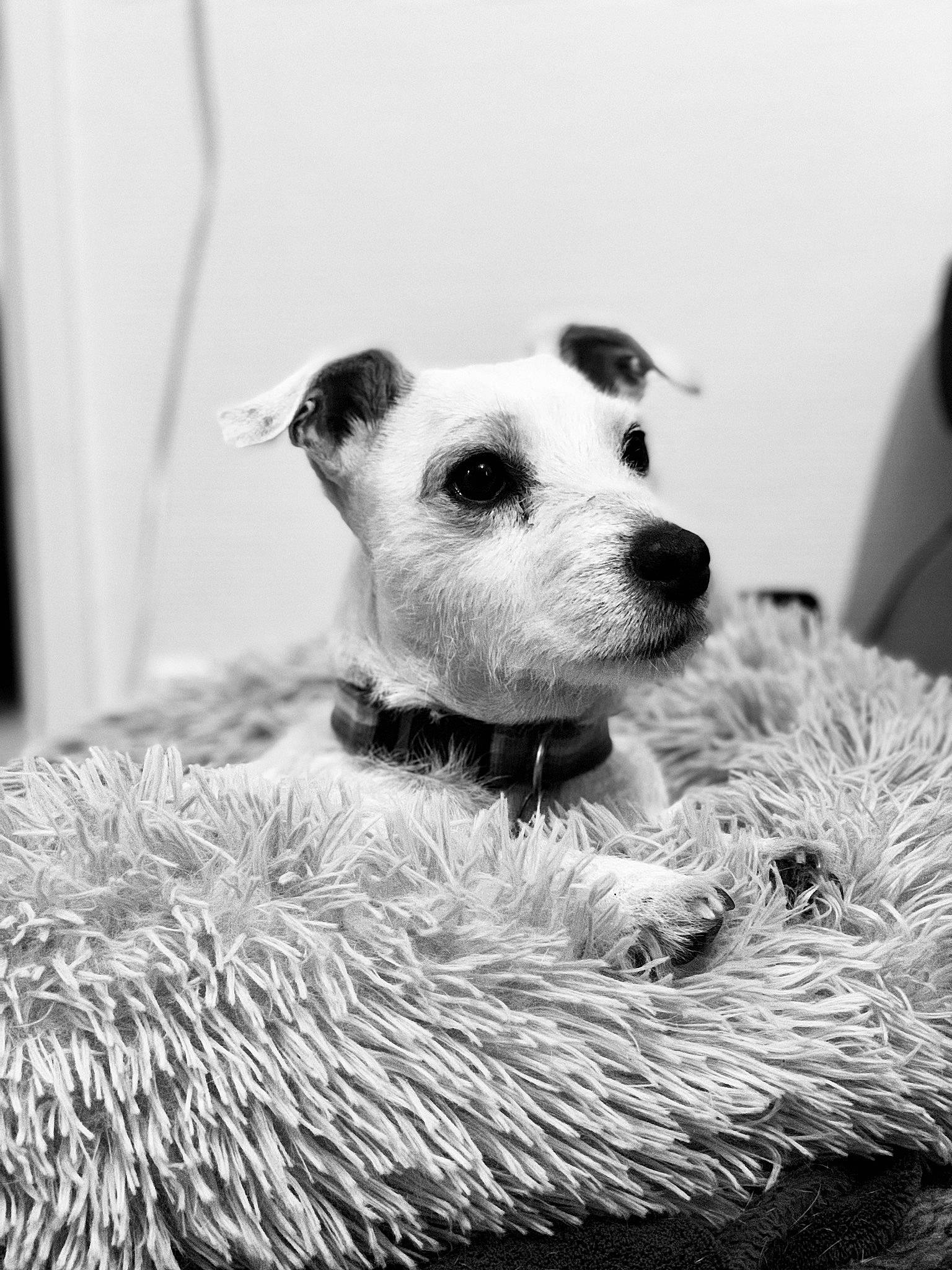 Elfie participe au concours pour gagner de l'argent avec cette photo : black_and_white, canidae, carnivore, companion_dog, dog, dog_breed, fur, jack_russell_terrier, mammal, monochrome, monochrome_photography, parson_russell_terrier, puppy, rare_breed_dog, russell_terrier, snout, stock_photography, style, whiskers, white