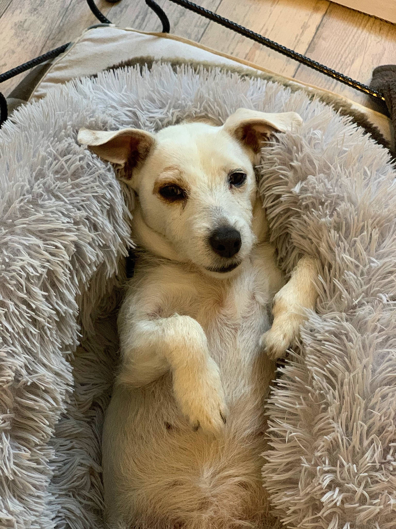 Elfie participe au concours pour gagner de l'argent avec cette photo : canaan_dog, canidae, carnivore, companion_dog, dog, dog_breed, fawn, mammal, puppy, rare_breed_dog, snout, sporting_group, street_dog, vertebrate, whiskers