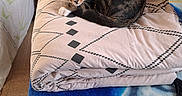 Hermès a rejoint le concours — aidez-le/la à gagner de superbes lots ! animal, bedspread, blanket, cat, cozy, curious, dolphin_pattern, dresser, fabric, folded_blanket, furniture, home, indoor, patterned, pet, resting, sleeping_area, soft, tabby_cat, wood